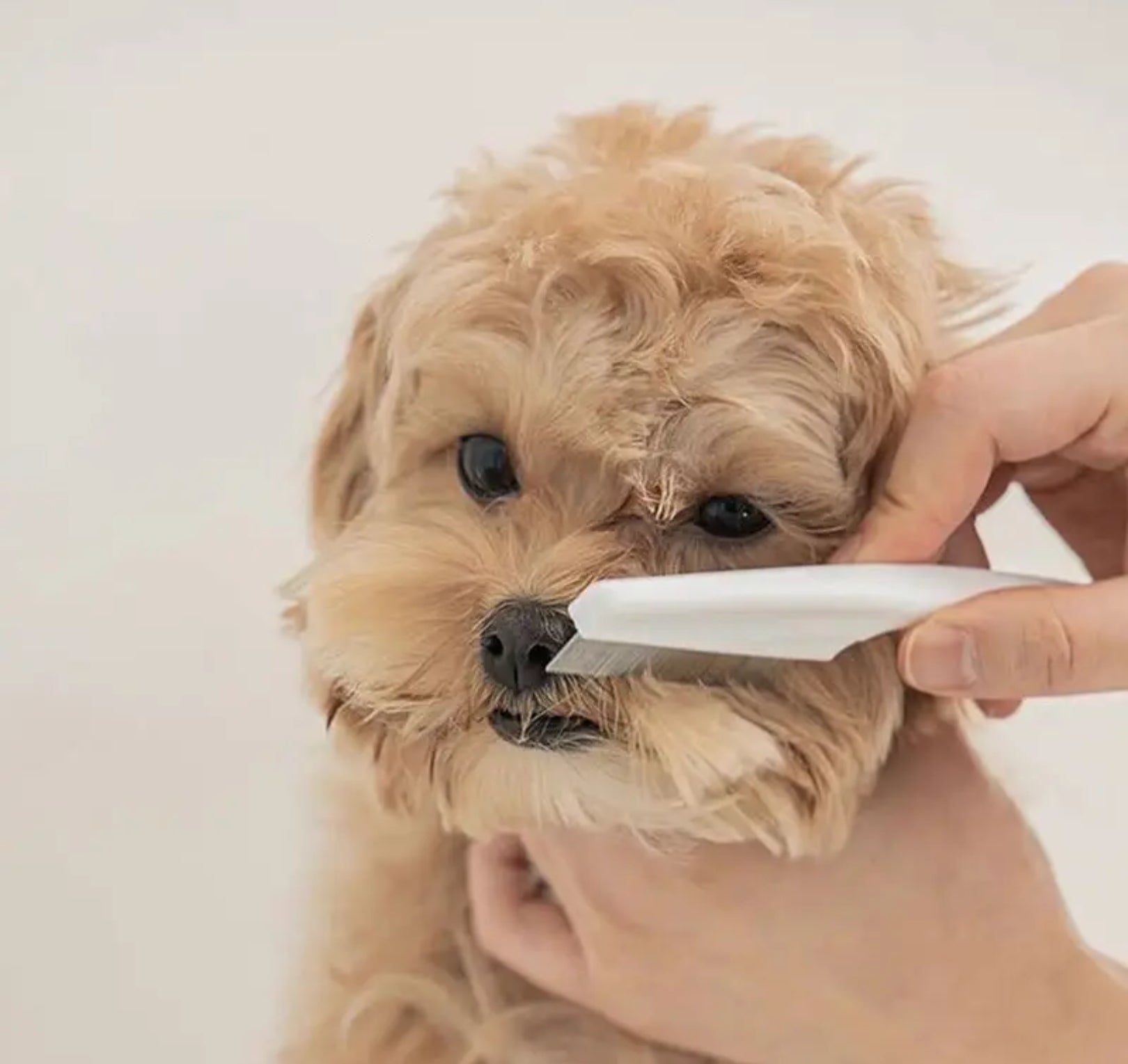 Pet Grooming Comb – Keep Your Dog or Cat’s Coat Healthy and Shiny