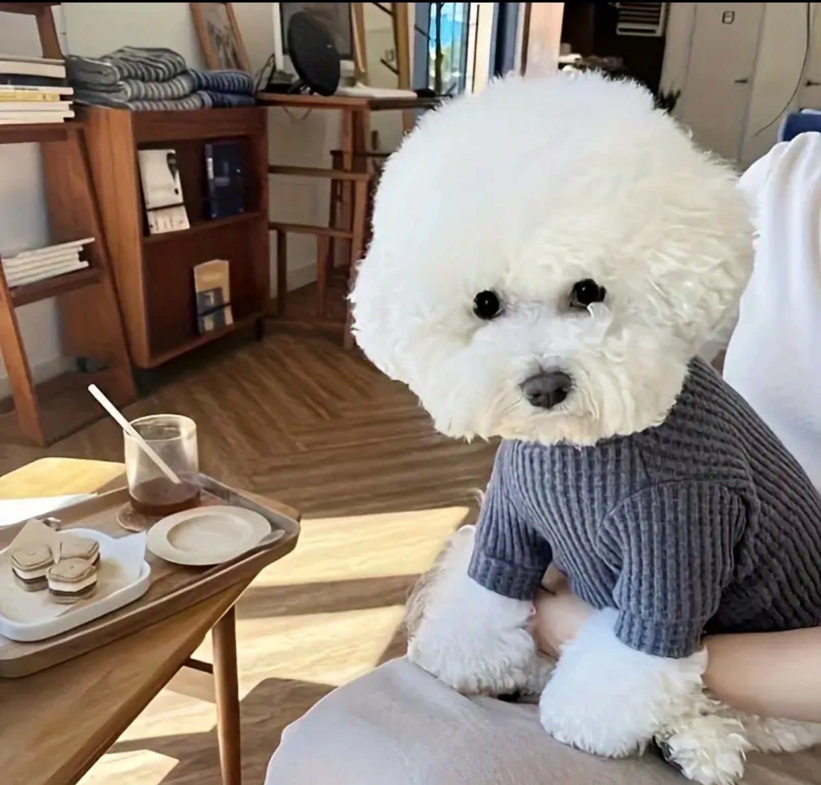 Stylish Pet Sweater – Soft Knit Pullover for Spring & Autumn
